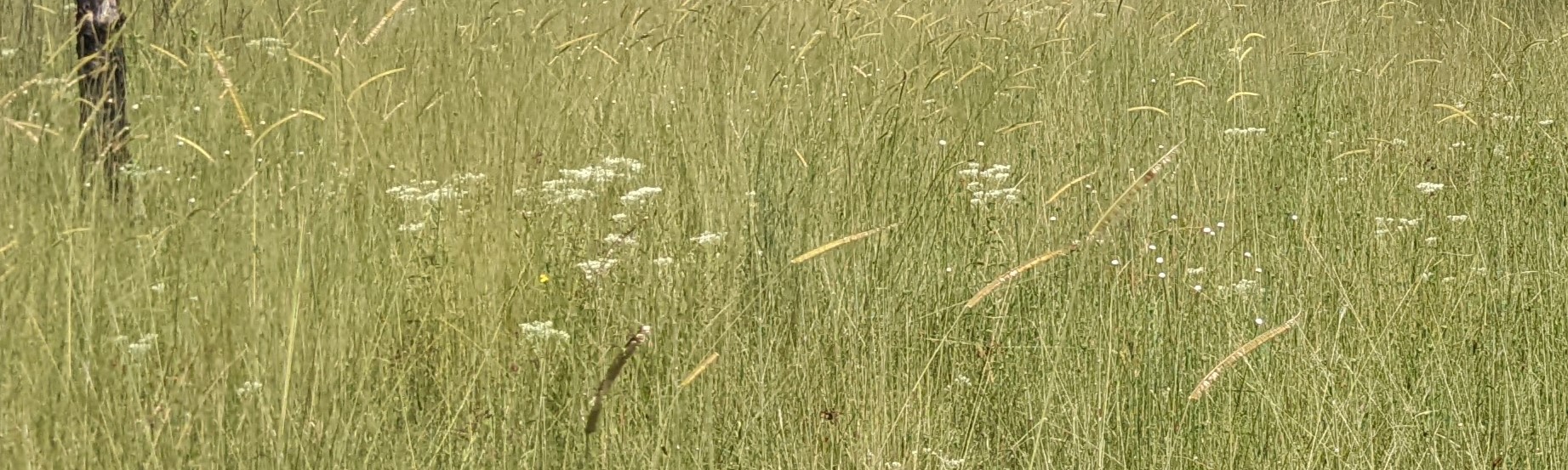 A mesic flatwoods in Apalachicola National Forest, Summer 2023